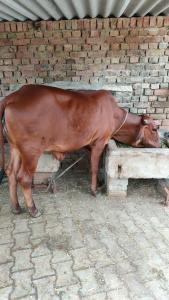 Tiere im Privatzimmer oder in der Nähe