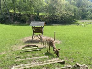 un canguro comiendo hierba en un campo en Ferienhaus Rehblick, en Rockeskyll