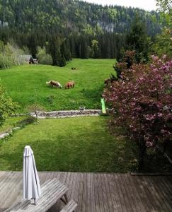 einen Rasen mit zwei Pferden, die auf einem Feld grasen in der Unterkunft Le grand duc in Mijoux