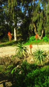 Imagen de la galería de Stella Vineyard, en Lourdata