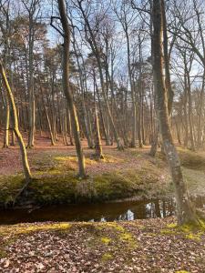 ウストカにあるApartament Ustecka Ostoja Na Wydmieの手前の小川と木々の森