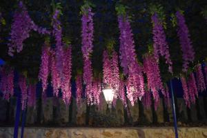 a bunch of purple flowers hanging from a fence at Blue Diamond in Jerash