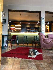 a dog laying on a red rug in a living room at Red Goat Hostel in Tirana