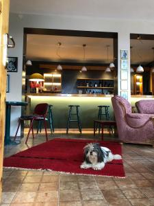 Domácí mazlíčci ubytovaní s hosty v ubytování Red Goat Hostel