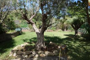 Vonkajšia záhrada v ubytovaní Finca Las Canitas - Ferienhaus Teneriffa