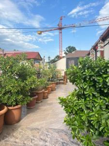 a row of potted plants on a patio with a crane at Guest House Nice in Tbilisi City