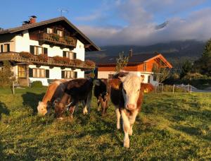 Tres vacas pastando en un campo frente a una casa en Hacklhof en Wallgau