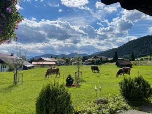 un grupo de vacas pastando en un campo de hierba en Hacklhof en Wallgau