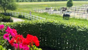Zahrada ubytování Villa Rosa-Panorama App