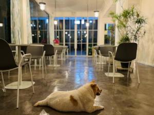 a dog laying on the floor in a room with chairs at Shenzhen Loft Youth Hostel in Shenzhen