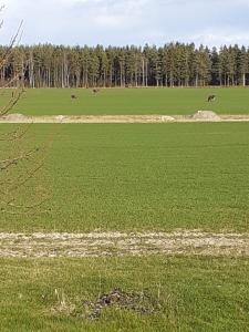 Příroda nedaleko prázdninového domu