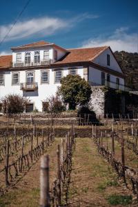 una casa blanca con un viñedo delante de ella en Casa do Santo - Wine & Tourism en Provesende