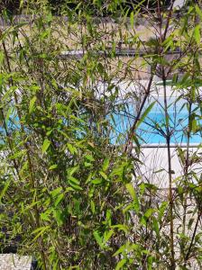 Vista sulla piscina di Le clos des crins o su una piscina nei dintorni
