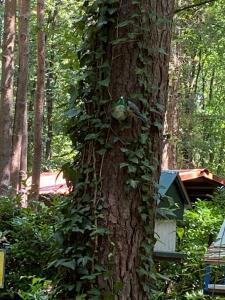 Gallery image of Chalet in Lanaken +40 photos