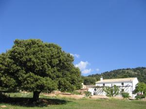 a tree in front of a white house at Casas Rurales Cortijo Cerro Fuentes Nuevas in Castril