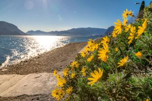 a group of yellow flowers on the beach at Como Lake with two people Lake view and near beach in Acquaseria