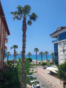 una palmera en una calle al lado de un edificio en Kleopatra Sahara Hotel, en Alanya