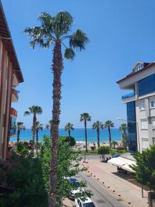 a palm tree on a street next to a building at Kleopatra Sahara Hotel in Alanya