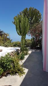 Fotografia z galérie ubytovania dammuso bianco v destinácii Pantelleria