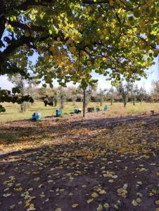 a park with leaves on the ground under a tree at El RANCHO in San Martín