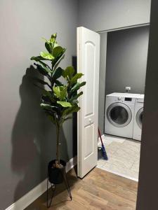 a plant in a pot next to a washing machine at Neutral Spiraled Vibes in Chicago