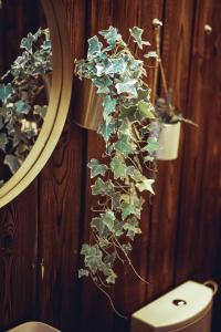 Eine Pflanze hängt an einer Wand neben einem Spiegel in der Unterkunft Boho Park Glamping in Zawiszyn