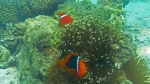 Gallery image of Whale Island Resort in Dam Mon