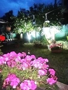 Zahrada ubytování Sofis Garden