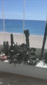 un mucchio di conchiglie sul davanzale di un finestrino di Bel appartement à sania plage vue sur mer a M'diq