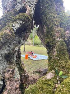 una raíz de árbol con una persona tendida sobre una manta en un parque en Villa "Il Prado" Piscina&Natura, en Camaiore