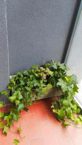 So Fine Petruzzelli flat في باري: حفنة من النباتات في زرع على الأرض