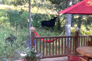 eine schwarze Kuh in einer Hängematte auf einer Terrasse in der Unterkunft 3137 Arrowhead in Teton Village