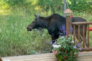 a moose standing in the grass next to a fence at 3137 Arrowhead in Teton Village