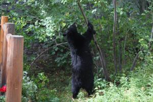 dwa czarne niedźwiedzie stojące na tylnych nogach na drzewie w obiekcie 3137 Arrowhead w mieście Teton Village