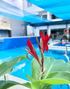 una flor roja sentada frente a una piscina en ANGZIA Private Pool & Resort Calamba, en Calambá