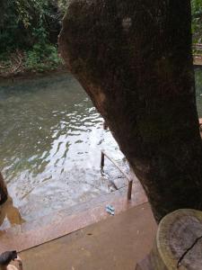 une masse d'eau à côté d'un arbre dans l'établissement Park veredas Rio Quente Flavia, à Rio Quente