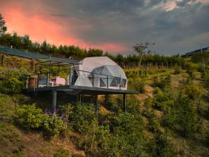 a glass house in the middle of a vineyard at Finca y Glamping Grinta in El Peñol