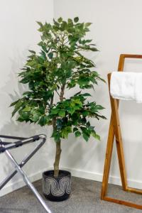 a small tree in a black pot next to a chair at Cozy 3 bedroom near Hagley Park w/Garage in Christchurch