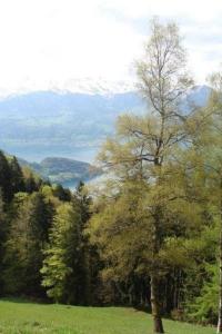 un albero nel mezzo di un prato di Rigi-Naturferien auf dem Bio-Bauernhof Oberebnet a Vitznau