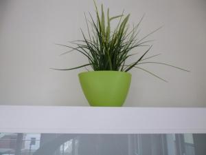 a green plant sitting on top of a white shelf at Stella in der Villa Amelie am Meer in Sassnitz