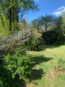 a field of grass with a bush with purple flowers at Moulin de Champrond -Montmirail -Sarthe in Champrond