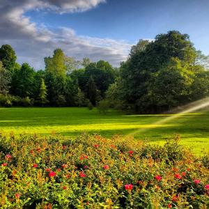 ein Blumenfeld auf einem Grasfeld in der Unterkunft Château de Saint Germain du Plain 