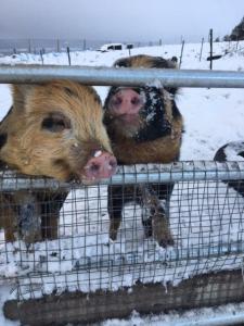 duas vacas na neve atrás de uma cerca em sterlochy dome em Lochcarron