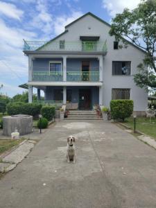 un perro pequeño sentado frente a una casa en Green Garden Guesthouse, en Shkodër