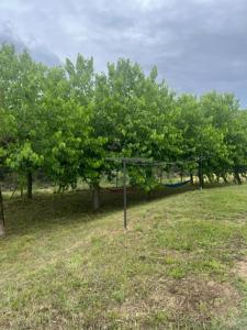 un grupo de manzanos en un campo en EL PALLER en Riudarenes