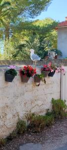 a bird is standing on a wall with flowers at Joli studio les pieds dans l eau avec place de Parking gratuite in Bandol