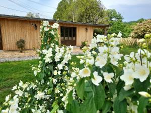 a bush of white flowers in front of a house at Les Cottages du Chateau de Werde in Matzenheim