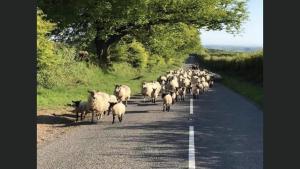 un branco di pecore che cammina lungo la strada di Cosy 3-Bed Apartment on Exmoor a Minehead Altre 3 foto