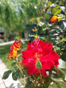 um grupo de flores vermelhas e amarelas num arbusto em Casa Inna Venus em Venus