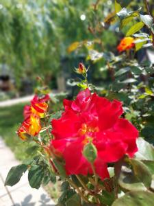 a group of red and yellow flowers on a bush at Casa Inna Venus in Venus